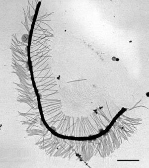 action of flagellum